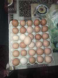 Домашни яйца цена 0,40