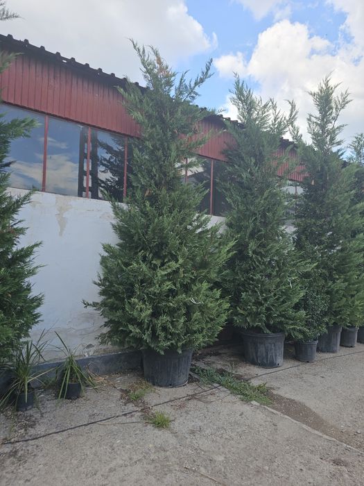 Lelandy 5 6m oferim transport