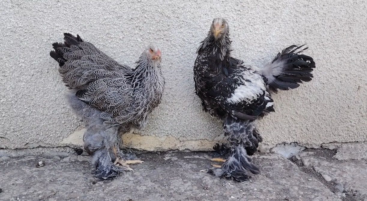 Ouă, pui, tineret și mature din rasa brahma