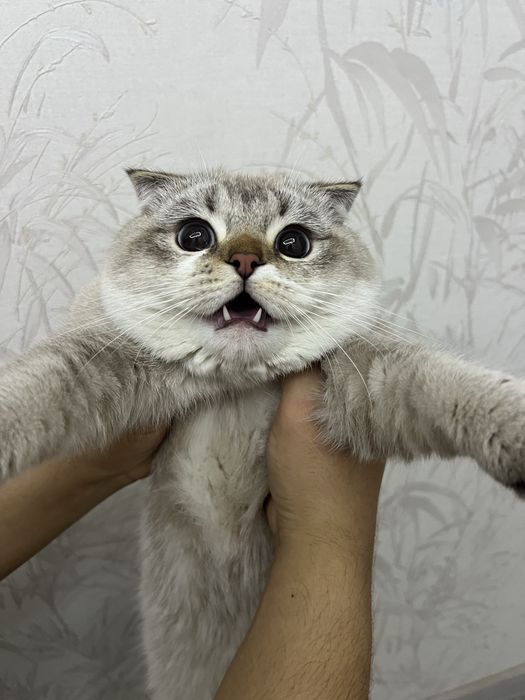 British fold shinshilla vyazkaga