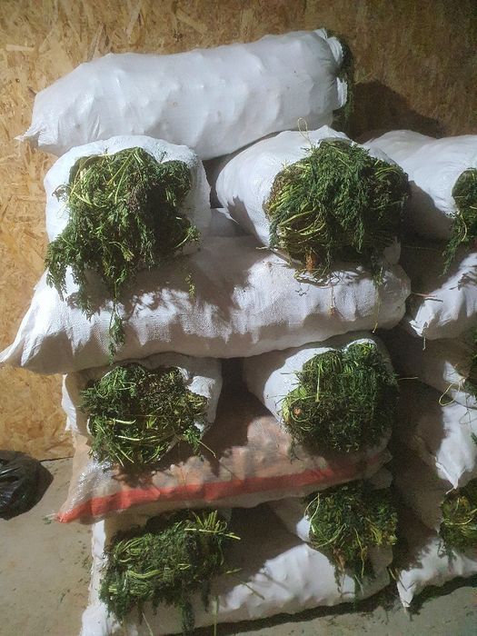 Sabzi Yuvilgan va Yuvilmagan, Turp, Lavlagi arzon narxda