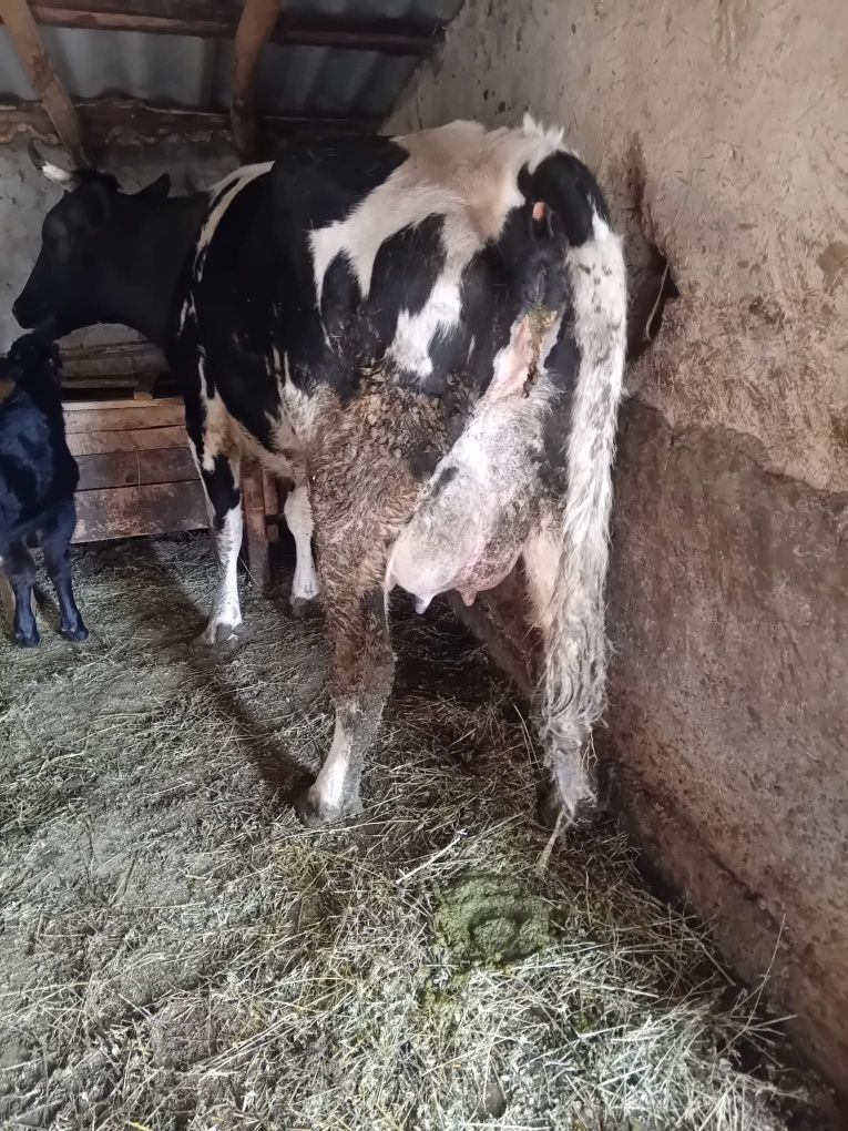 De vânzare bălțată românească și junincă angus!