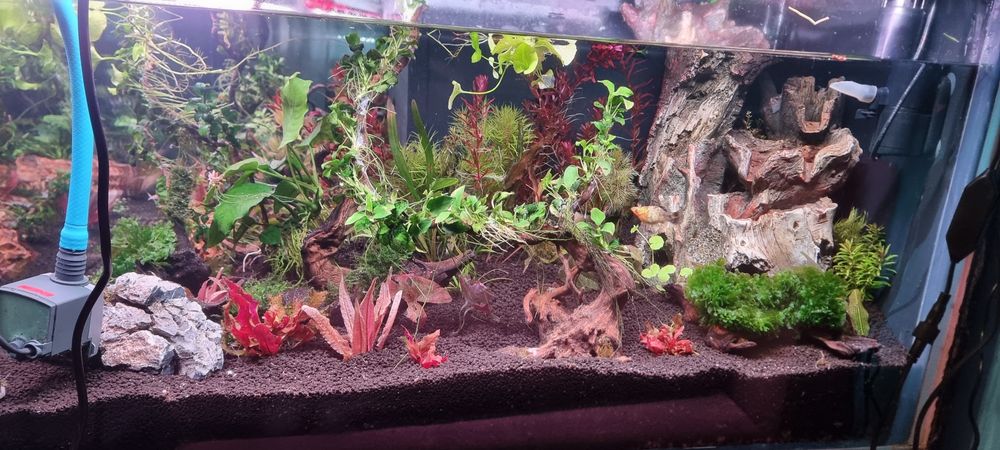 Urgent plante acvariu ,filtre ,lampe Chihiros..etc