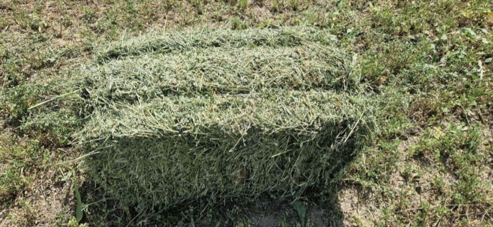 Жоңышқа (Клевер)