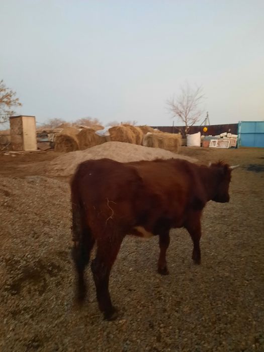 Қашар сатылады..