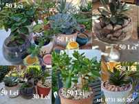 Aranjamente florale din plante suculente si nu doar
