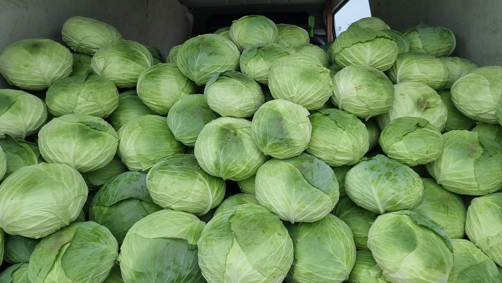 Varză de toamnă platā cu frunza subțire