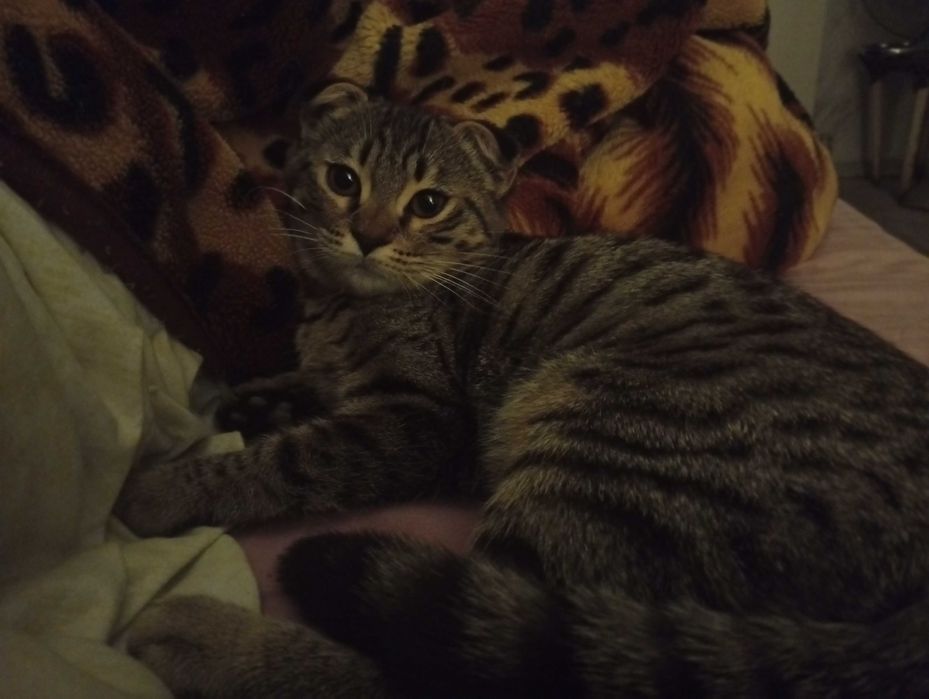 Отдам даром кошку