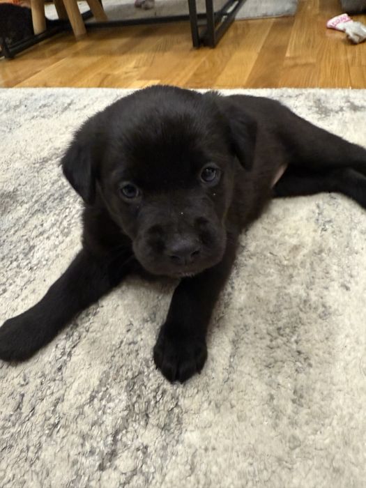 Donez catei metis de labrador