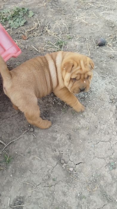 Щенки чистокровного шарпея