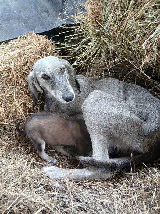 Кумай тазы кушиктери