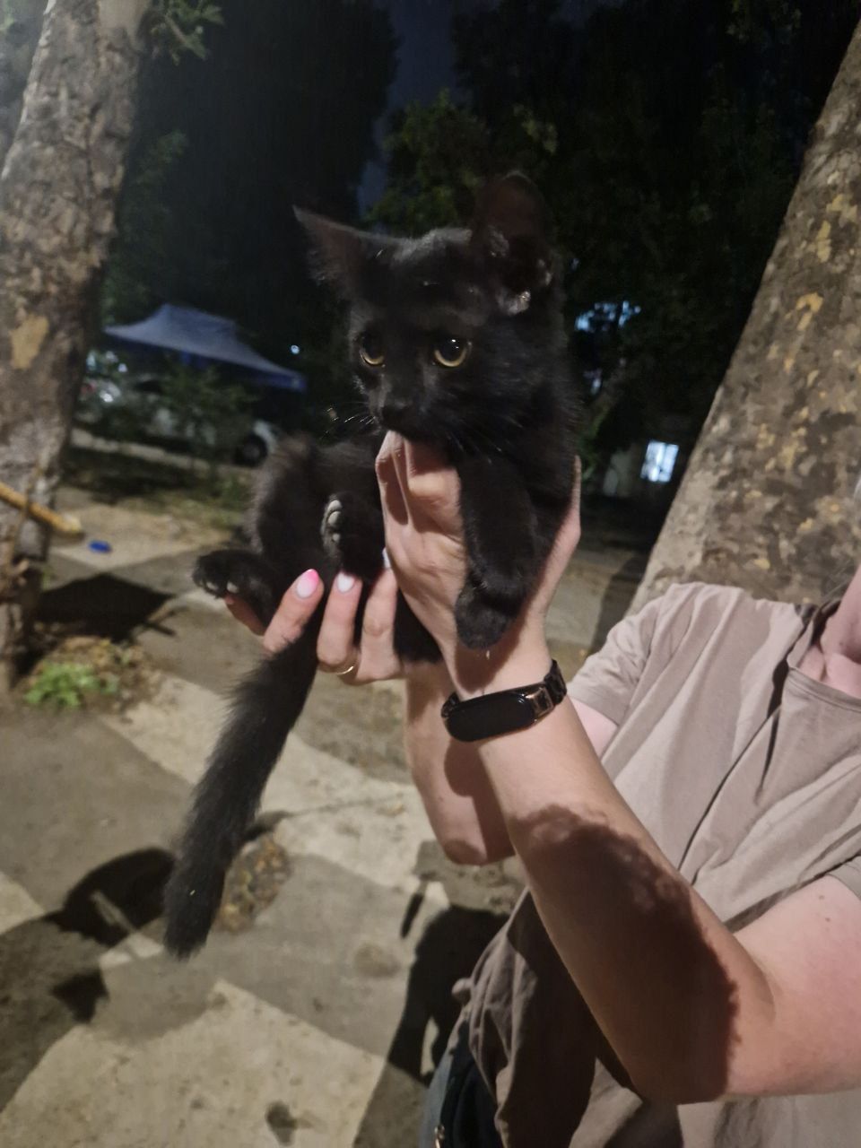 Котята , ручные , бесплатно .