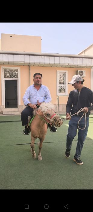 Poni otni udaridan,  kamyob rang, jismoniy holati idela