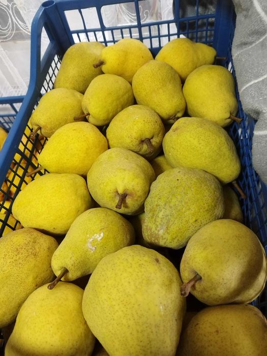 pere gutui calitatea 1