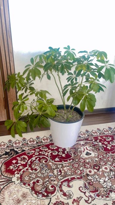 Gul uy va ofis uchun