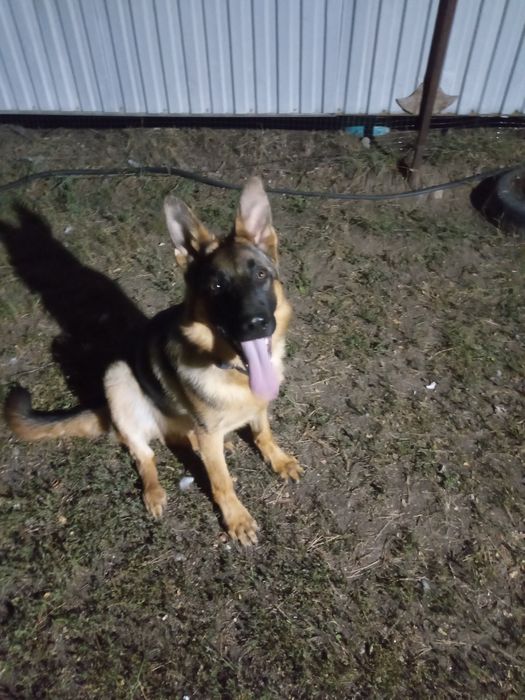 Продам немецкий Авчарку 8 мес кобель