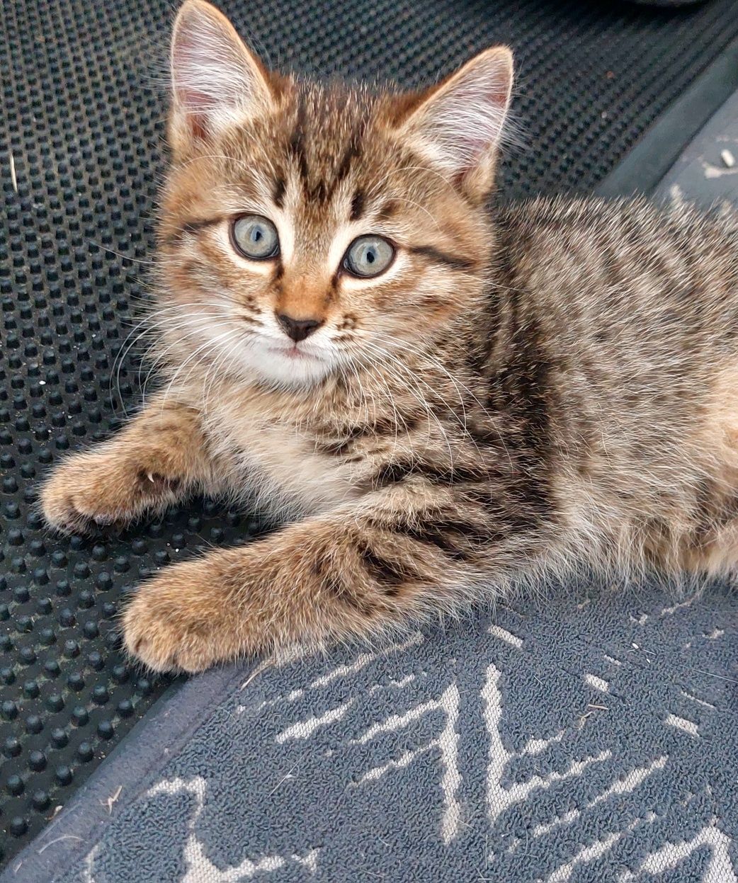 Котята в добрые ручки