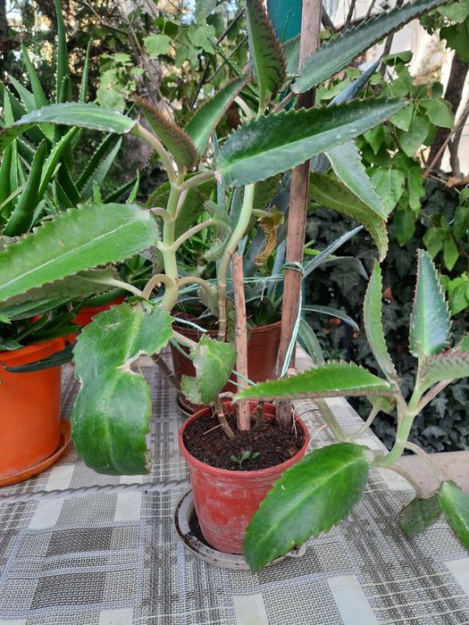 Домашние комнатные цветы алое