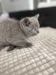 British shorthair blue