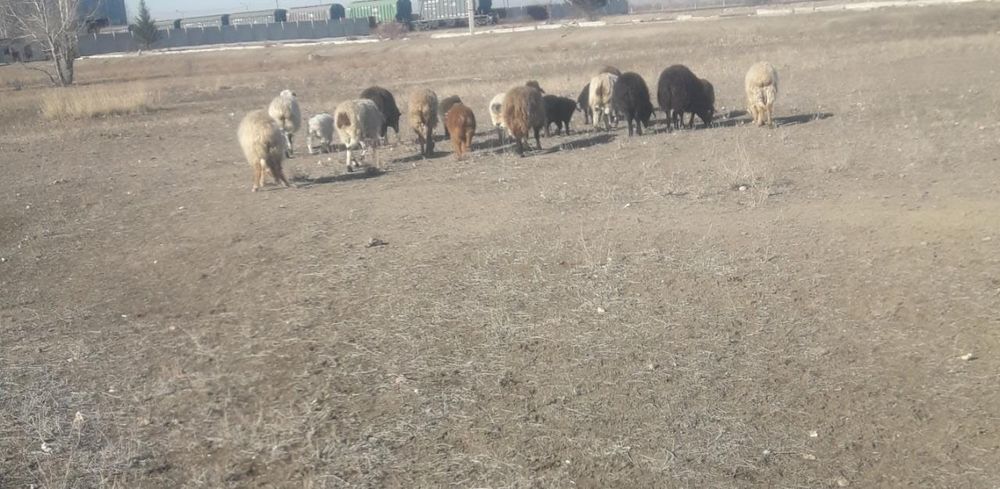 қойлар  сатамын,обмен