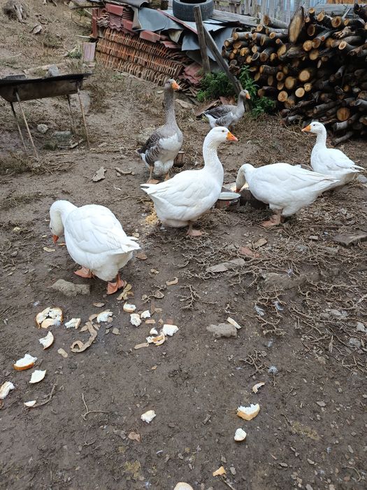 Vînd gâște sau schimb cu puicuțe mixte