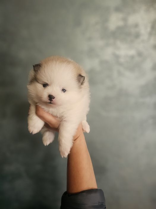 Pomeranian fetita