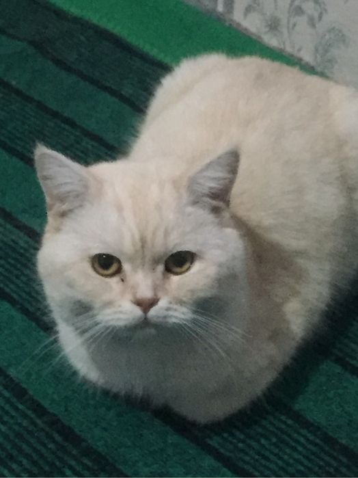 mushug sotiladi zor mushug erkak mushug