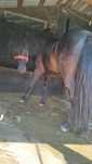 Ponei cuminte castrat
