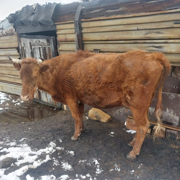 Домашный Карову продам