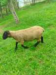Berbec Suffolk un an