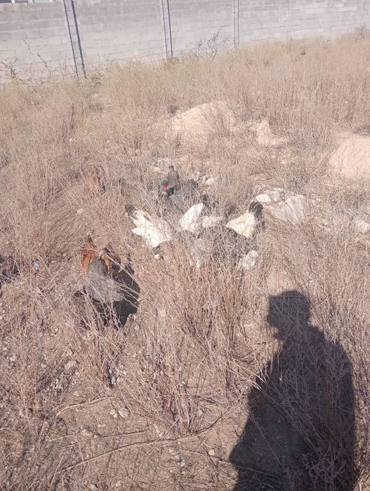 Продам кур домашних яица несут или поменяю на гусей куры несутся
