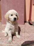 Mascul golden retriever!