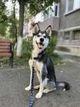 donez fata Husky