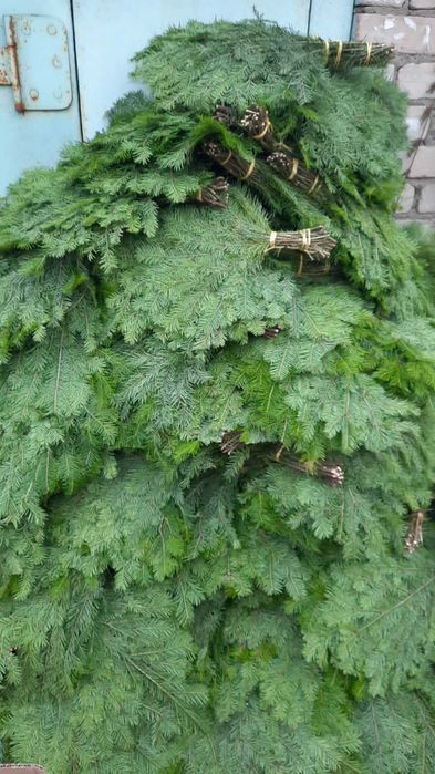 Пихтовый веник парильный.