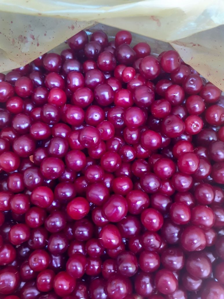 Продам вишню дачную, свежая