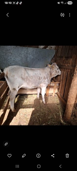 Vand vitea din monta artificiala