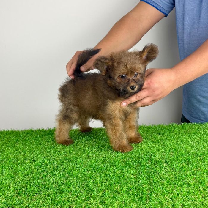 Pui Pomapoo de la părinții cu pedigree