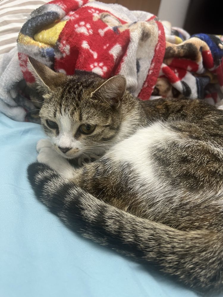 Кошка 6 месяцев