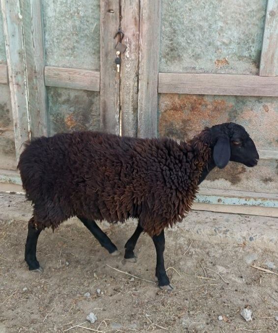 Quylar echki sotiladi arzon