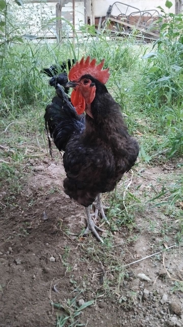 Xoʻroz: qora shaxzoda sotiladi