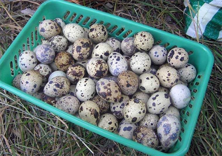 Продаются Перепелиные яйца (Домашние)