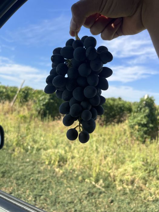 Vand struguri pentru vin !