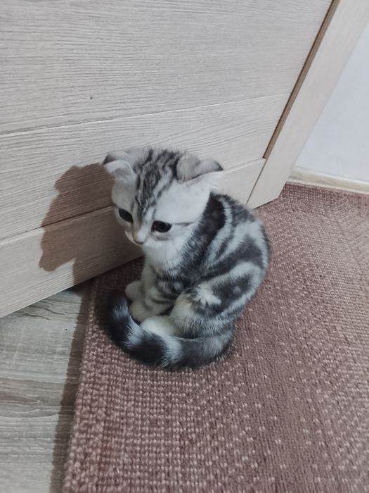 Мушук боласи шиншила зотли