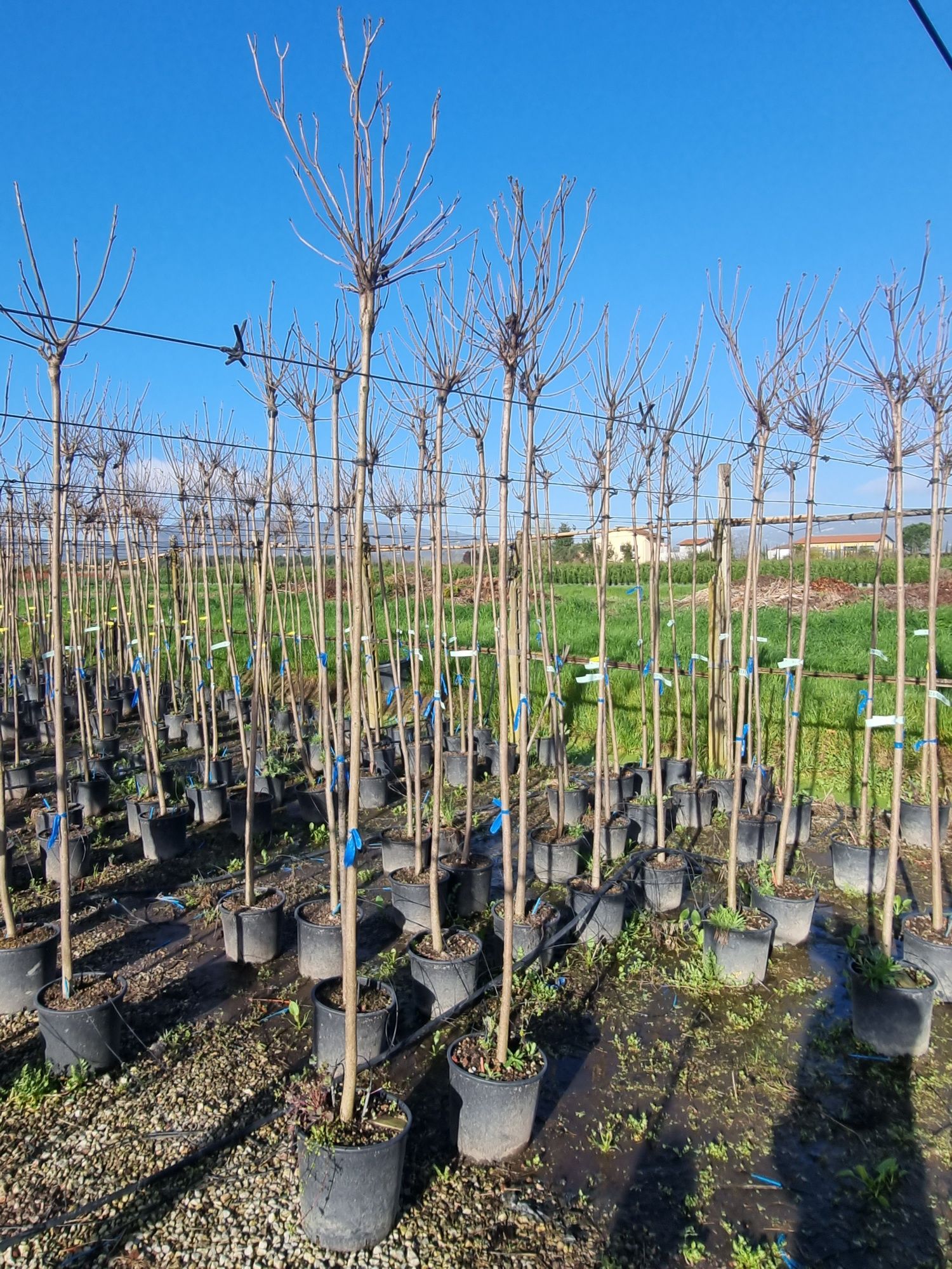 Prunus roșu/ Brazi/ Mesteacăn Tuia Platani/Magnoli