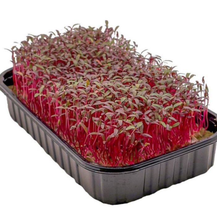 Свежая микрозелень — редис, горох, амарант |натурально