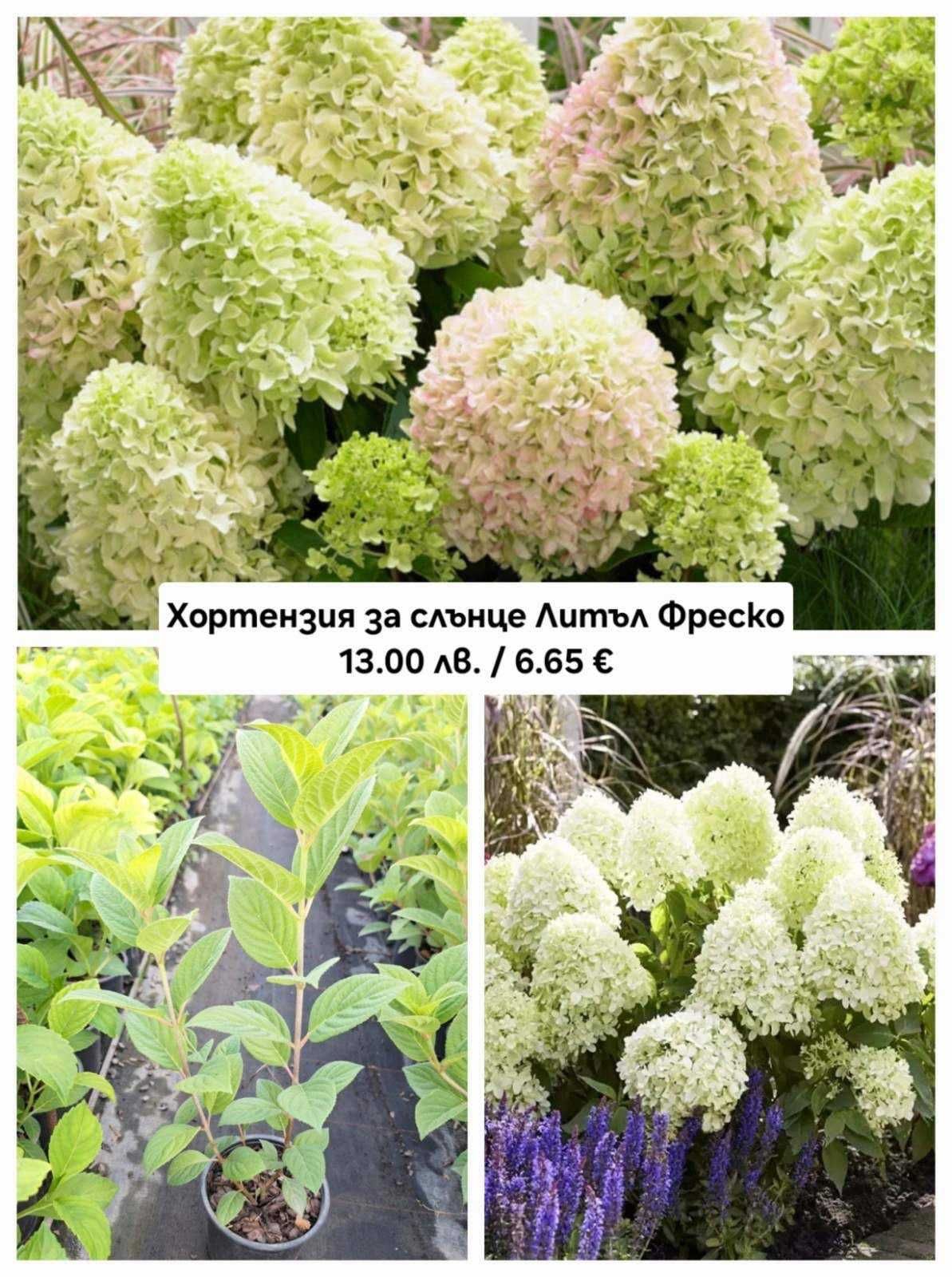 Хортензия за слънце / паникулата
