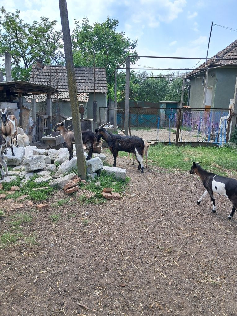Țap și iezi de vanzare