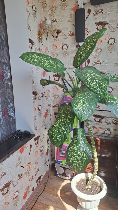 Продам домашнее растение!!!