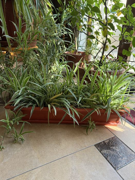 Продаётся цветочек хлорофитум