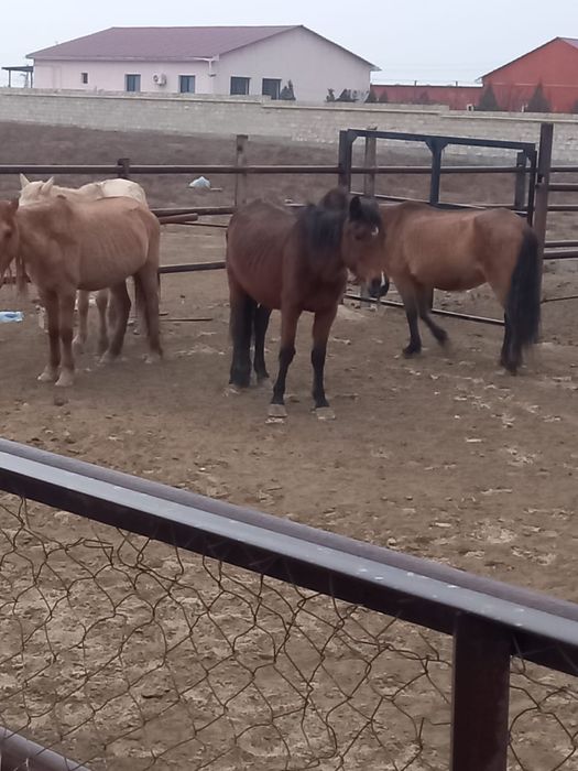 Жылкы үйір обмен